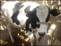 القاح مصنوعی