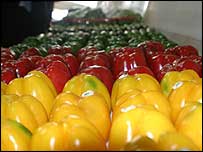 Pimentos da fazenda Terra Verde em Angola