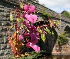 Himalayan balsam at the Green Man Festival