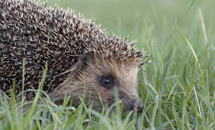 Hedgehog
