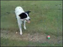 Rory Cellan-Jones' dog