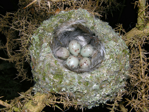 Cobweb construction © Richard Castell