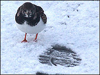 Sandpiper in the snow.
