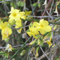 Jasminum nudiflorum