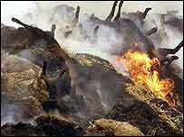 Carcaça de gado incinerado na Grã-Bretanha (foto de arquivo)