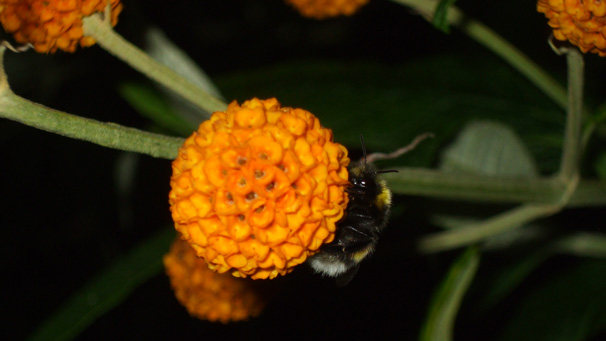 Heather Boag from Montrose sent this picture of one of many bees asleep on a buddleia bush in her garden. As she says the bee is, "not very buzzy at the moment!"