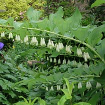 Polygonatum hybridum