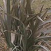 Phormium tenax Purpureum group