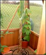 spring-garden-banana- 