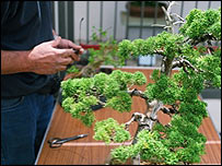 Bonsai trees must be treated with care