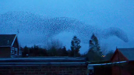 starlings_wrexham446.jpg