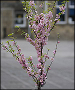 Flowering almond tree or prunus triloba