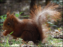 a red squirrel
