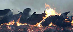 Cattle being incinerated