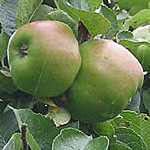 Bramley Apples