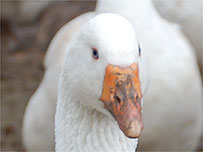 The geese take nine months to mature