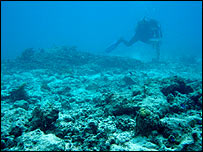 مرجان های تخریب شده