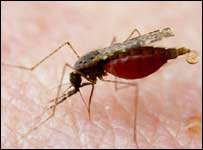 Mosquito transmissor da malária se alimentando