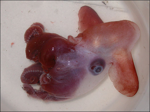 Cortesía: Mike Vecchione, Censo de la Vida Marina