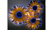 'Hopi Dye Sunflower' (Foto: Robert Buelteman©2009)