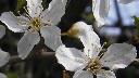 Blackthorn Flowers