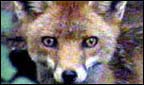 A red fox