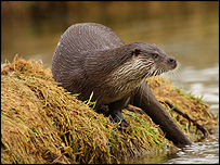 Alert otter on river bank