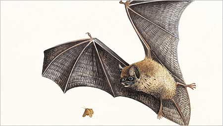 Pipistrelle Bat c/o RSPB Images and Chris Shields