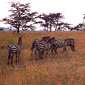 Zebras grazing on the open plains in Kenya