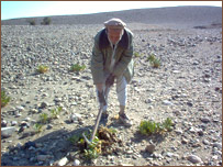 يو بوډا بوټي وهی