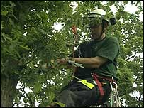 Man climbing up tree