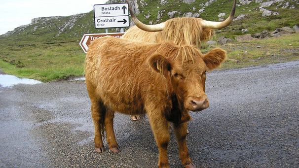 McPherson visited Bosta, Great Bernera, where she happened upon these Highland cows. She says, "The cows were just standing, looking very chilled. Stopped the car, took the picture, they didn't even stir."