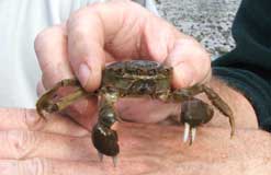 A close up picture of a chinese mitten crab