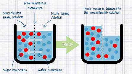 Diagram illustrating osmosis: Water moves from an area of low solute concentration to one of high solute concentration
