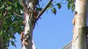 Betula albosinensis 'Fascination'