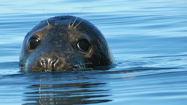 Seal by Ross Bullimore