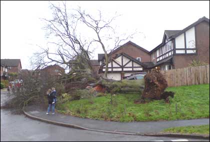 Tree fallen across a car in Kidderminster
