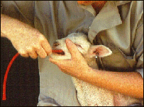 سرفه گوسفندان