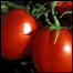 Tomates