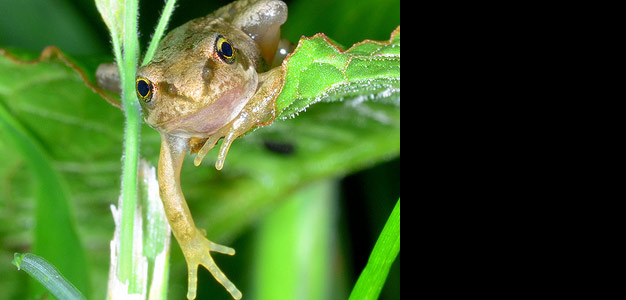 Common frog by Evan North