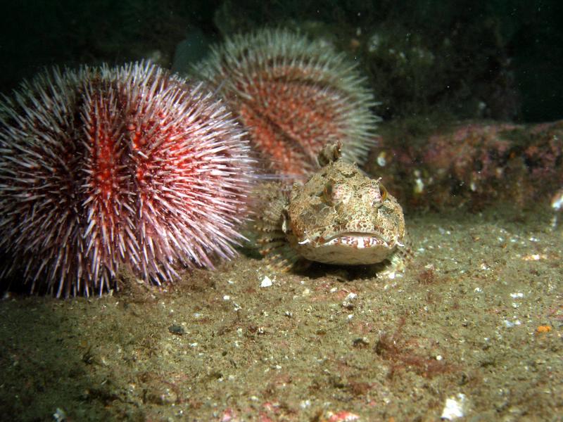 Scorpion Fish and Urchin