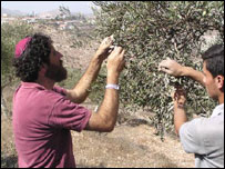 Rabino Ascherman colhe olivas com agricultor palestino
