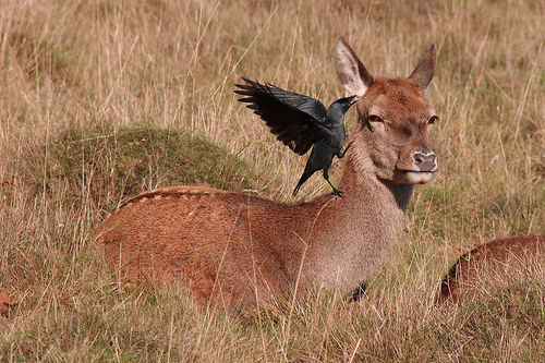 deer and jackdaw