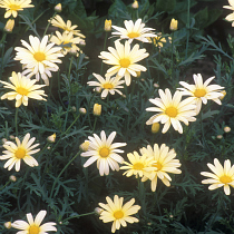 Argyranthemum