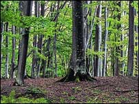 Букові ліси в Карпатах