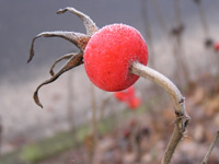Rose hip