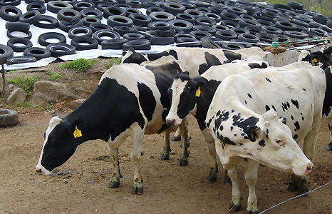 Cows with pile of tyres in the background. Photograph by Steve Schapiro.