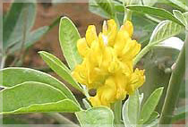 Cytisus Battandieri