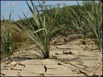 بارش کی کمی