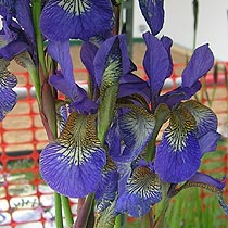 Siberian iris